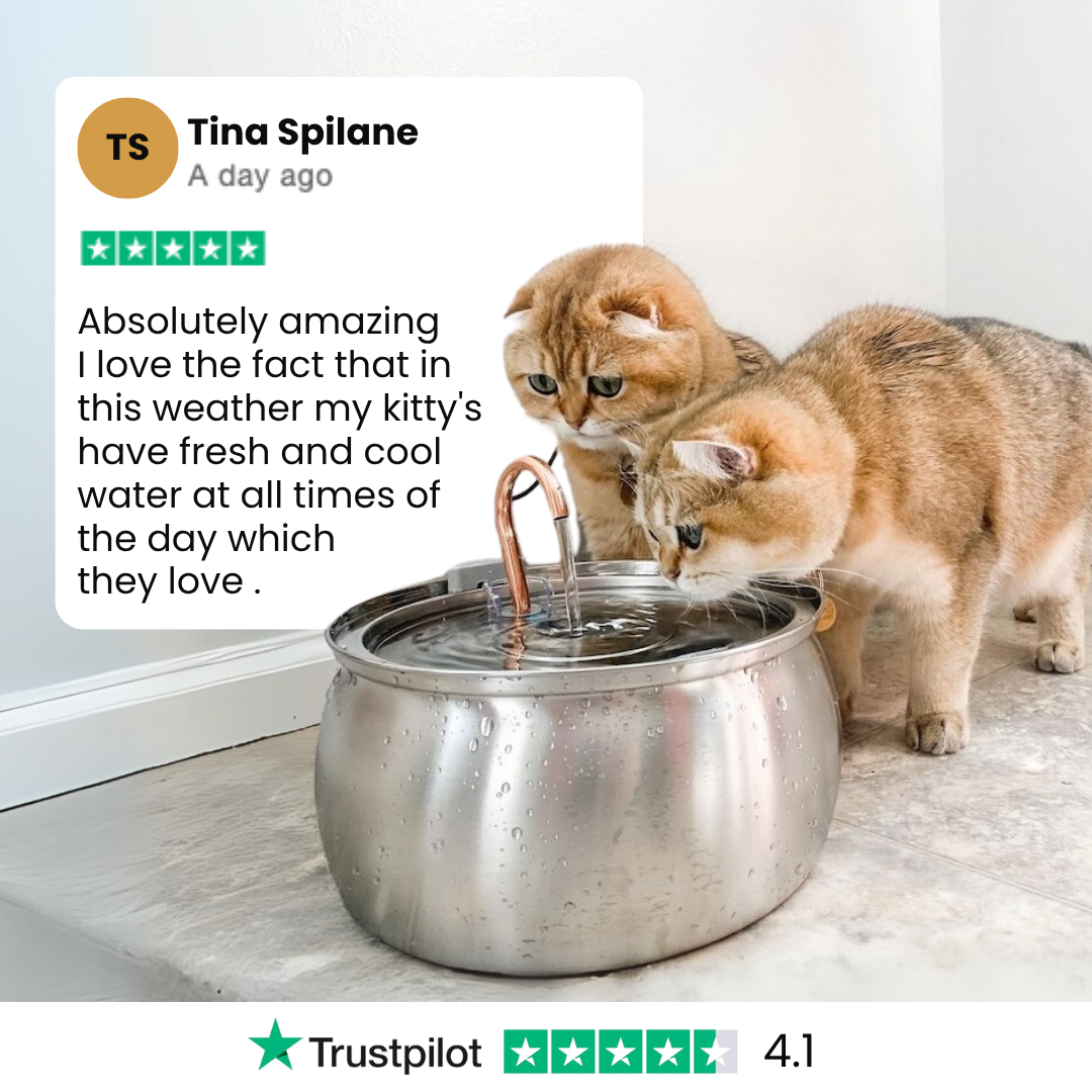 4L Stainless Steel Cat Fountain Starter Kit