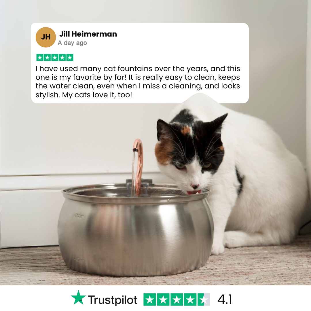 4L Stainless Steel Cat Fountain Starter Kit