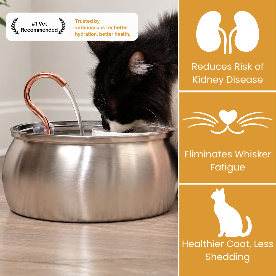4L Stainless Steel Cat Fountain Starter Kit